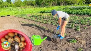 🥔ОГОРОД стал нас кормить! КОПАЕМ молодую КАРТОШКУ в конце мая!