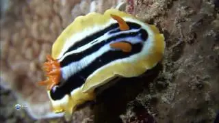 12  Жизнь под водой.  В сердце рифа .