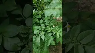 the taters are turnin