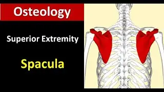 Scapula : osteology of Thorax