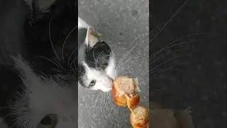 Что кушает тайский кот? 