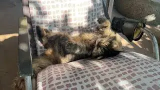 Ку-шу-шу-ша відпочиває