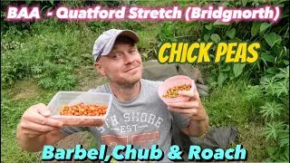 Barbel Fishing on the River Severn BAA - Quatford Stretch (Bridgnorth) Surprising Evening Session 😧😁