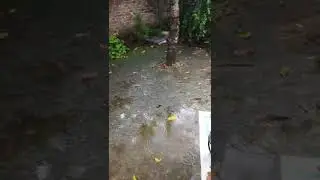 Fish Swimming
