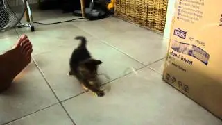 kitten playing with a piece of rope