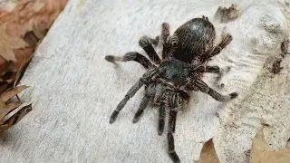 Chit Chat & Arachnophobia