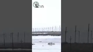 Poor Animals - Flood 2024 KZ 😥 