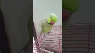talking parrot | miyan mithu | #green #bird #ringneckparrot