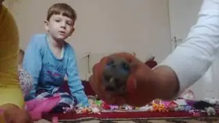 Miniş tanıtımım