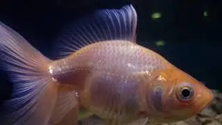 Relaxing Gold fishes - Aquarium
