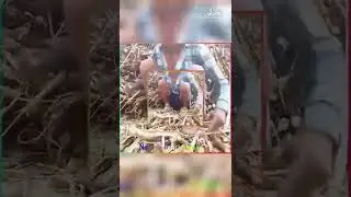 new video chhattisgarh ka kalakar  c g  silma