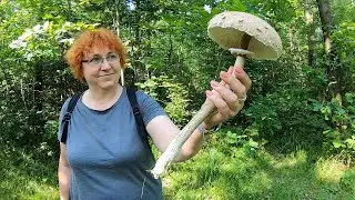 ГРИБ ГИГАНТ! НОВЫЕ ГРИБНЫЕ МЕСТА! Дожди ЗАЛИЛИ ЛЕС, болото, БОРЩЕВИК ВЕЗДЕ!