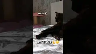 Look my muscle!😤💪🤣 #funnycats #funnyvideos #cats #catmemes #memes #shorts #funny #blackcats