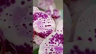 Орхидея P. Euphorion