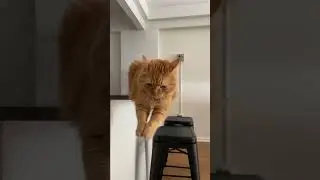 WATCH what my cat can do…🙀 