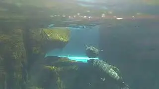 Beautiful seals swimming in water tank #beautiful #Bristol #underwater #seal #sealife
