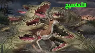 Crocodile predators water/  الحيوانات المفترسة المائية - التماسيح