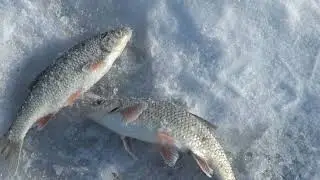 Рыбалка на ельчика