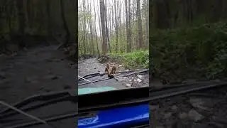 Луаз по балке