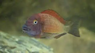 Ilangi Fish Tank (Tanganyika) Aquarium