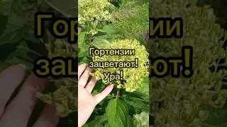 🌺Гортензии зацветают!Ура!23.08. 