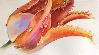 Watercolor Tulip with drops of dew./ Как нарисовать тюльпан с каплями росы акварелью.