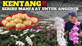 Nyesel Baru Tau ini Sekarang😲 Manfa'at Tersembunyi KENTANG Untuk Anggrek