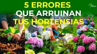 5 COSTLY Mistakes to Avoid When Planting Your Hydrangeas | Hydrangea Care