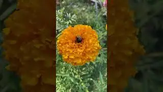This is why we add flowers to our garden #pollinators #gardening #planting #seedstarting ￼