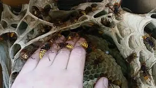 Гнездо Шершней на Балконе в Доме, 21 Сентября 2023 г