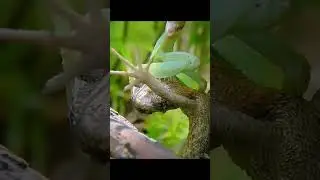 Mantis vs Lizard