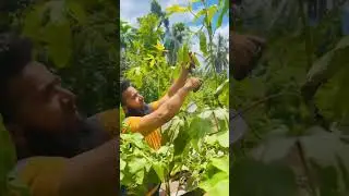Home Garden ✓ Silu Silu ✓ RusBro