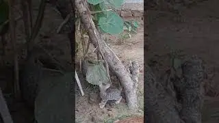 🙏🙏🔥🔥🔥😭😭😭🙏🙏#shorts #viral #viral #bnp jagat