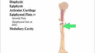 3.   Macro Structures of Bone