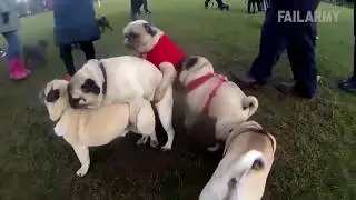 Самые непредсказуемые приколы с животными II Funny moments with Pets