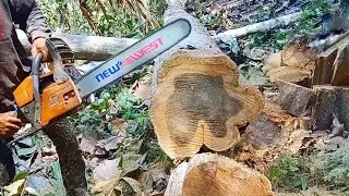 cutting down expensive quality trees