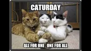 FUNNY CAT MEMES COMPILATION OF 2023 PART 54