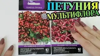 ПЕТУНИЯ... КРАСИВАЯ НОВИНКА!!! Шапка ЗВЕЗД на клумбе!!! БЫСТРЫЙ ПОСЕВ!