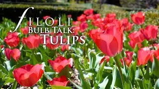 Bulb Talk Part II: Tulips