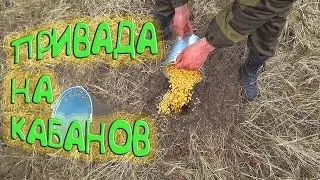 Пока делали приваду на КАБАНОВ вокруг бегали КОСУЛИ и летали УТКИ. Как делать приваду на кабана