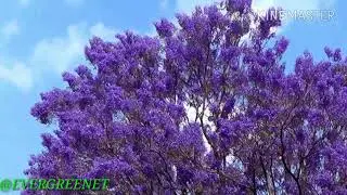 EL ÁRBOL JACARANDA ( gualanday) ( jacaranda mimosifolia )
