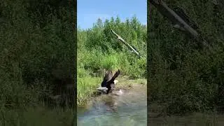 Bald Eagle grabs a trout.   #eagle #trout #river #fishing #summer #alaska
