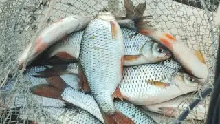 Caras si Platica la viermusii pe canal ...vreme buna
