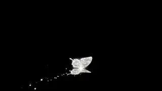 white butterfly black background | flying butterfly black screen effect |  butterfly black screen