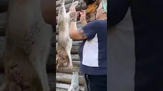 Скотобойня. 😱