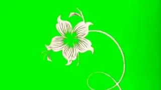 Growing Flower Engravings ✩ HD Greenscreen / Chroma Key