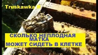#Пчёлы