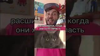 Незаметная деталь в мультфильме «Зверополис»