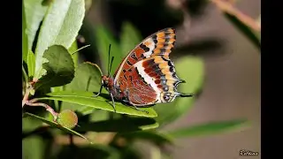 Borboleta-do-medronheiro (Charaxes jacius)
