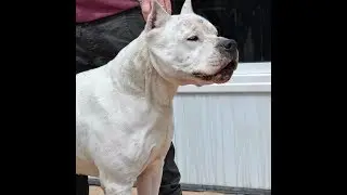 50 Best Dogo Argentino Photos - Arjantin Dogo